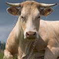 001195 Vache (Bos taurus domesticus) de race Charolaise en Auvergne (Puy-de-Dme (63), France). L'animal est couch dans un pr. 