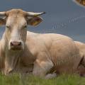 001197 Vache (Bos taurus domesticus) de race Charolaise en Auvergne (Puy-de-Dme (63), France). L'animal est couch dans un pr. 