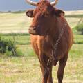 001198 Portrait d'une vache (Bos taurus domesticus) de race Salers en Auvergne (Puy-de-Dme (63), France).