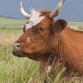 001199 Vache (Bos taurus domesticus) de race mixte en Auvergne (Puy-de-Dme (63), France). L'animal est couch dans un pr.