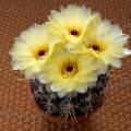 001200 Cactus (Parodia mammulosa ssp submammulosa) en fleurs dans un pot.