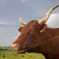 001201 Portrait de profil d'une vache (Bos taurus domesticus) de race Salers en Auvergne (Puy-de-Dme (63), France).