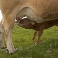 001202 Veau (Bos taurus domesticus) ttant sa mre en Auvergne (Puy-de-Dme (63), France). 
