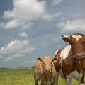 001203 Vache (Bos taurus domesticus) et son veau en Auvergne (Puy-de-Dme (63), France). 