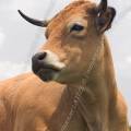 001204 Vache (Bos taurus domesticus) de race Aubrac en Auvergne (Puy-de-Dme (63), France). L'animal est couch dans un pr. 