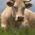 001206 Vache (Bos taurus domesticus) de race Charolaise en Auvergne (Puy-de-Dme (63), France). L'animal est couch dans un pr. 