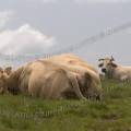 001207 Vaches (Bos taurus domesticus) de race Charolaise en Auvergne (Puy-de-Dme (63), France). L'animal du premier plan est littralement vautr dans l'herbe. 