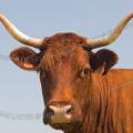 001208 Portrait de face d'une vache (Bos taurus domesticus) de race Salers en Auvergne (Puy-de-Dme (63), France).
