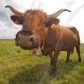 001211 Portrait humoristique de face d'une vache (Bos taurus domesticus) de race Salers en Auvergne (Puy-de-Dme (63), France). 