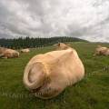 001212 Vaches (Bos taurus domesticus) de race Charolaise en Auvergne (Puy-de-Dme (63), France). Farniente pour cinq vaches occupes  chasser les mouches avec leurs queues.