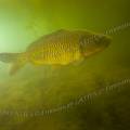 001213 Carpe commune (Cyprinus carpio carpio) en milieu naturel dans la rivire le Sagonin (Sagonne (18600), Cher (18), France). La surface de l'eau tend  se recouvrir d'algues filamenteuses, signe d'une eutrophisation dj bien avance de la rivire.