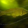 001214 Carpe commune (Cyprinus carpio carpio) effraye prenant la fuite en milieu naturel dans la rivire le Sagonin (Sagonne (18600), Cher (18), France). La surface de l'eau tend  se recouvrir d'algues filamenteuses, signe d'une eutrophisation dj bien avance de la rivire.