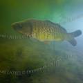 001215 Carpe commune (Cyprinus carpio carpio) en milieu naturel dans la rivire le Sagonin (Sagonne (18600), Cher (18), France). La surface de l'eau tend  se recouvrir d'algues filamenteuses, signe d'une eutrophisation dj bien avance de la rivire.