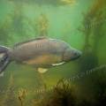001218 Carpe cuir (Cyprinus carpio carpio) en milieu naturel dans la rivire le Sagonin (Sagonne (18600), Cher (18), France). 