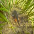 001219 Poisson-chat (Ictalurus melas) protgeant ses oeufs dans son nid en milieu naturel (France). Trs rsistant, extrmement prolifique et vorace, le poisson-chat est considr comme une espce indsirable (espce susceptible de provoquer des dsquilibres biologiques). Originaire d?Amrique du Nord, son introduction a engendr un vritable dsastre cologique pour la faune des cosystmes d'eau douce.