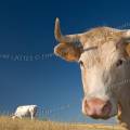 001220 Portrait en contre plonge d'une vache (Bos taurus domesticus) de race Charolaise en Auvergne (Puy-de-Dme (63), France).