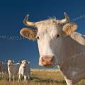 001221 Portrait en contre plonge d'une vache et de veaux (Bos taurus domesticus) de race Charolaise en Auvergne (Puy-de-Dme (63), France).