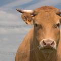 001223 Portrait de face d'une jeune vache de race limousine (Bos taurus domesticus) (Puy-de-Dme (63), France).