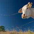 001225 Portrait en contre plonge d'une vache (Bos taurus domesticus) de race Charolaise en Auvergne (Puy-de-Dme (63), France).
