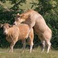 001227 Vache (Bos taurus domesticus) en chaleur grimpant sur une autre femelle. (Puy-de-Dme (63), France). 