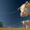 001229 Portrait en contre plonge d'une vache et de son veau (Bos taurus domesticus) de race Charolaise en Auvergne (Puy-de-Dme (63), France).
