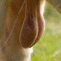 001230 Testicules de taureau (Bos taurus domesticus) de race Charolaise (Puy-de-Dme (63), France).