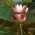 001233 Nnuphar rose (Nymphaea sp) sauvage dans un lac jurassien (Jura (39), France). Prise de vue sous-marine en contre-plonge.
