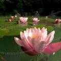 001234 Nnuphars roses (Nymphaea sp) sauvages dans un lac jurassien (Jura (39), France).