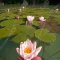 001235 Nnuphars roses (Nymphaea sp) sauvages dans un lac jurassien (Jura (39), France).