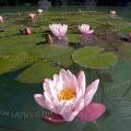 001236 Nnuphars roses (Nymphaea sp) sauvages dans un lac jurassien (Jura (39), France).