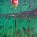 001239 Nnuphar rose (Nymphaea sp) sauvage dans un lac jurassien (Jura (39), France). Prise de vue sous-marine en contre-plonge.