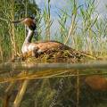 001241 Grbe hupp (Podiceps cristatus) couvant dans son nid sur un lac jurassien (Jura (39), France). Prise de vue mi-air mi-eau montrant la structure du nid sous la surface de l'eau.