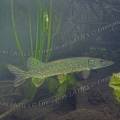 001244 Brochet (Esox lucius) dans un lac jurassien (Jura (39), France).