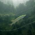 001245 Brochet (Esox lucius) dans un lac jurassien (Jura (39), France).