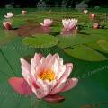 001246 Nnuphars roses (Nymphaea sp) sauvages dans un lac jurassien (Jura (39), France).