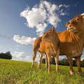 001254 Vache et son veau (Bos taurus domesticus) de race Limousine (Haute-Vienne (87), France). Il s'agit ici d'animaux de concours photographis dans un paturage du pays Limousin.