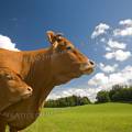 001255 Vache et son veau (Bos taurus domesticus) de race Limousine (Haute-Vienne (87), France). Il s'agit ici d'animaux de concours photographis dans un paturage du pays Limousin.