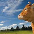 001256 Vache (Bos taurus domesticus) de race Limousine dans un pr (Haute-Vienne (87), France). Il s'agit ici d'un animal de concours photographi dans un paturage du pays Limousin.