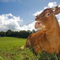 001257 Vache (Bos taurus domesticus) de race Limousine se reposant dans un pr (Haute-Vienne (87), France). Il s'agit ici d'un animal de concours photographi dans un paturage du pays Limousin.