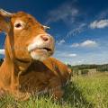 001258 Vache (Bos taurus domesticus) de race Limousine se reposant dans un pr (Haute-Vienne (87), France). Animal photographi dans un paturage du pays Limousin.