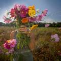 001268 Jeune femme se cachant derrire un bouquet de fleurs champtre (Puy-de-Dme (63), France). Image ralise dans une jachre fleurie cre  l'initiative des fdrations de chasseurs et des agriculteurs locaux. Ce type de jachre en plus d'amliorer les paysages, favorise la biodiversit et offre un refuge et des sources de nourriture  une faune varie : abeilles, araignes, papillons, et mme petits mammifres et oiseaux.