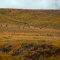 001270 Randonneurs se suivant en file indienne au col de la Croix Saint-Robert dans le massif du Sancy (Puy-de-Dme (63), France).