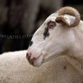 001273 Portrait d'une brebis (Ovis aries) au col de la Croix Saint-Robert dans le massif du Sancy (Puy-de-Dme (63), France).