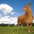 001277 Vache (Bos taurus domesticus) de race Limousine dans un pr (Haute-Vienne (87), France). Il s'agit ici d'un animal de concours photographi dans un paturage du pays Limousin.