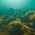001284 Paysage sous-marin tapiss d'anmones vertes (Anemonia viridis) (littoral atlantique (landes (40), France). Cette espce est caractrise par de longs et nombreux tentacules, parfois jusqu' 200, ils ne sont pratiquement pas rtractiles.