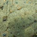 001292 Sole commune (Solea solea) se camouflant dans le sable (littoral atlantique (landes (40), France).