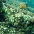 001295 Ovarque bouche de sang (Thais haemastoma) dposant leurs oeufs sur un rocher (littoral atlantique (landes (40), France). Dans l'Antiquit, les Phniciens employaient Thas haemastoma et le Murex brandaris  pour obtenir la teinture de couleur pourpre.