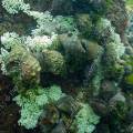 001296 Ovarque bouche de sang (Thais haemastoma) dposant leurs oeufs sur un rocher (littoral atlantique (landes (40), France). Dans l'Antiquit, les Phniciens employaient Thas haemastoma et le Murex brandaris  pour obtenir la teinture de couleur pourpre.