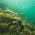 001297 Paysage sous-marin tapiss d'anmones vertes (Anemonia viridis) (littoral atlantique (landes (40), France). Cette espce est caractrise par de longs et nombreux tentacules, parfois jusqu' 200, ils ne sont pratiquement pas rtractiles.