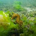 001298 Hippocampe  museau court (Hippocampus hippocampus)  proximit d'une ponte d'Aplysie (Aplysia punctata) en milieu naturel (littoral atlantique (landes (40), France). Ce poisson est l'une des deux espces d'hippocampes avec l'hippocampe mouchet (Hippocampus guttulatus) prsentes sur le littoral franais. L'animal se cache ici au milieux des laitues de mer (Ulva lactuca).